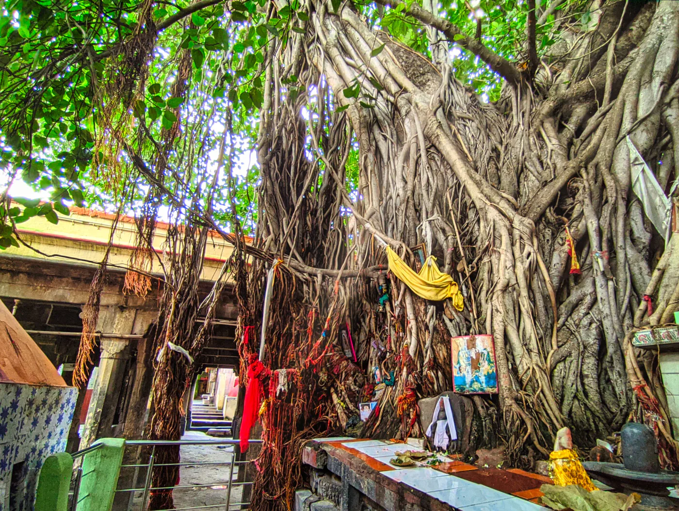 The sacred Akshay Vat banyan in Gaya